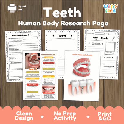 Teeth Human Body Research Page Worksheets Anatomy Science Activity