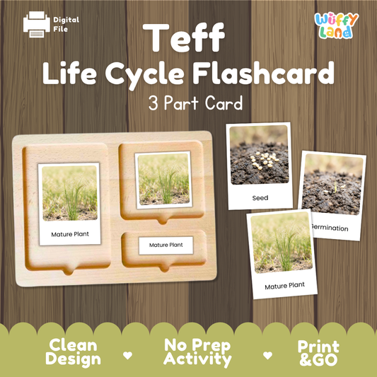 Teff Life Cycle Flashcard 3 Part Card Science Printable Activity