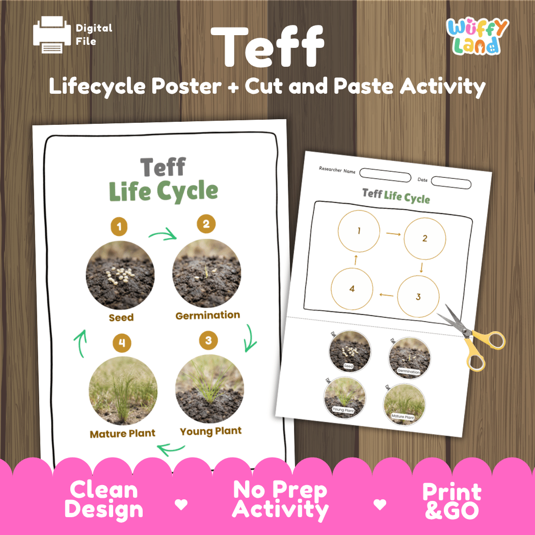 Teff Life Cycle Poster and Cut and Paste Worksheet Activity