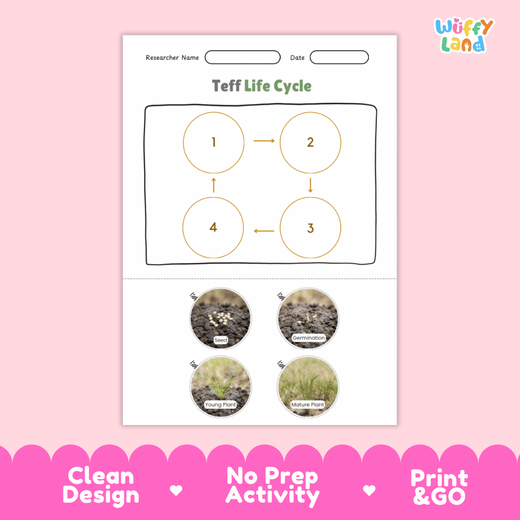 Teff Life Cycle Poster and Cut and Paste Worksheet Activity