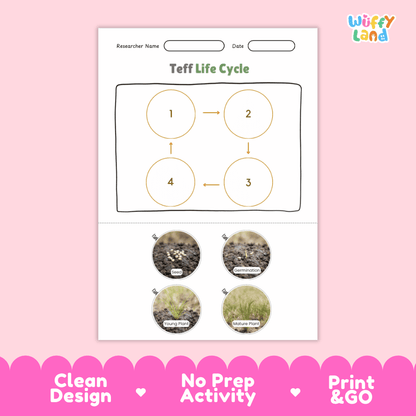 Teff Life Cycle Poster and Cut and Paste Worksheet Activity