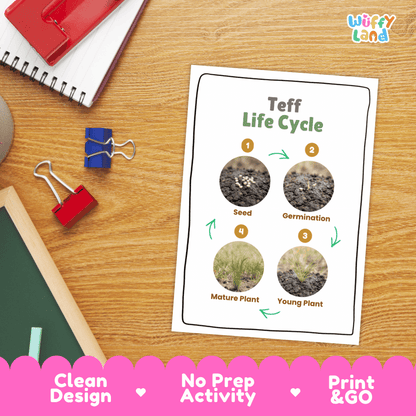 Teff Life Cycle Poster and Cut and Paste Worksheet Activity
