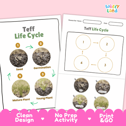Teff Life Cycle Poster and Cut and Paste Worksheet Activity