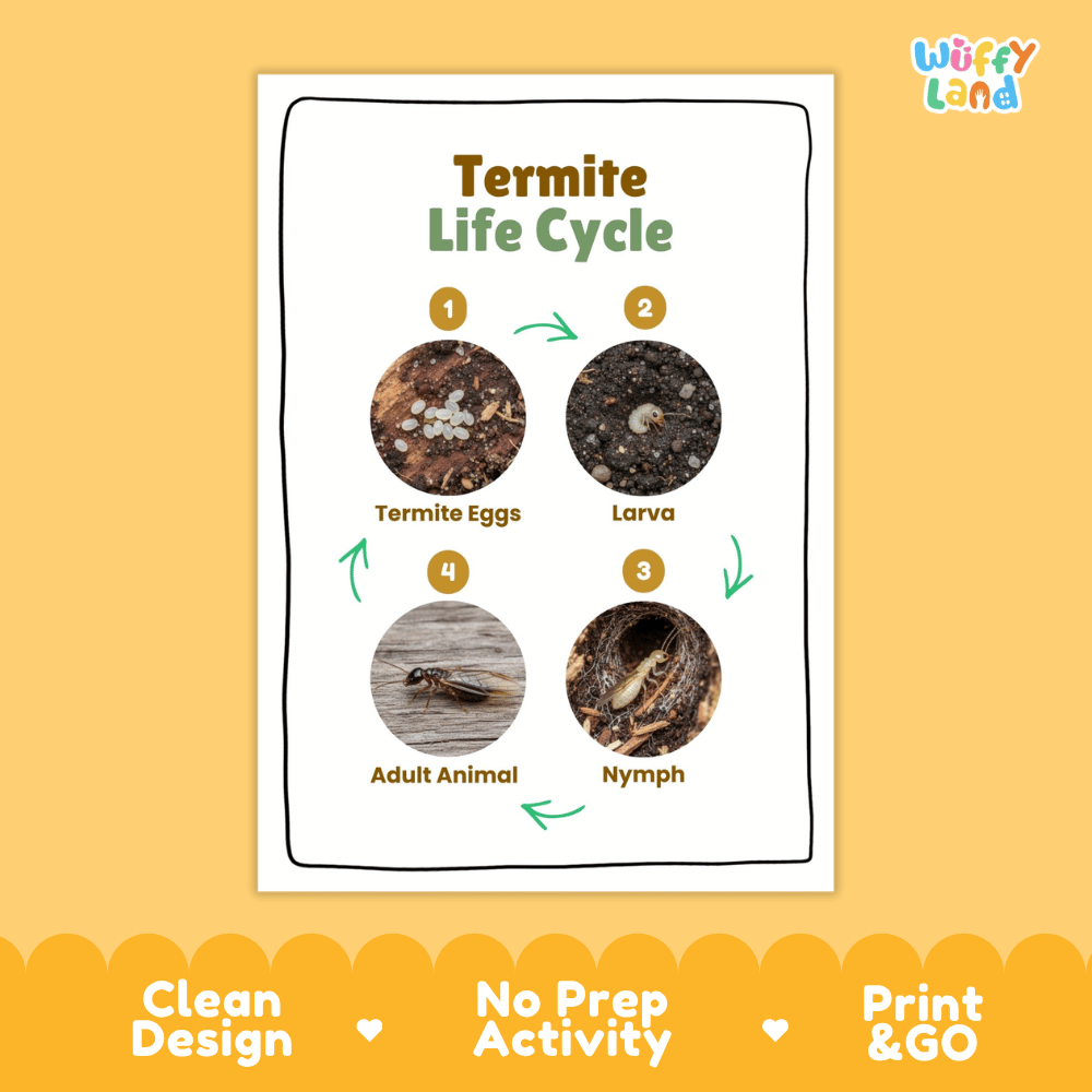 Termite Life Cycle Poster and Cut and Paste Activity Worksheets