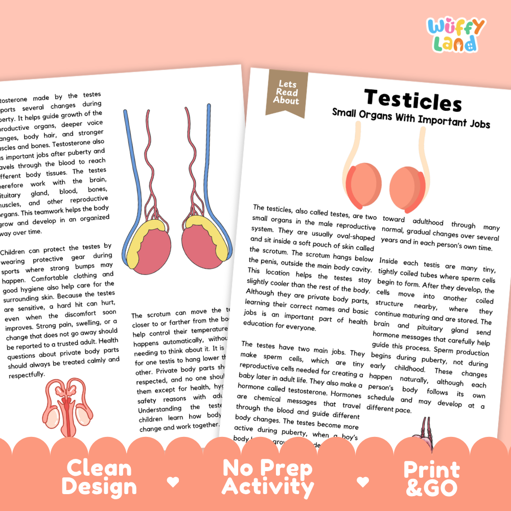 Teacher answer key page showing complete question solutions for Testicles testes human body reading comprehension practice