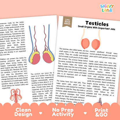 Teacher answer key page showing complete question solutions for Testicles testes human body reading comprehension practice