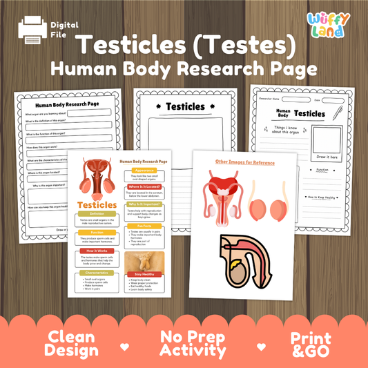Testicles (Testes) Human Body Research Page Worksheets and Reference Sheets