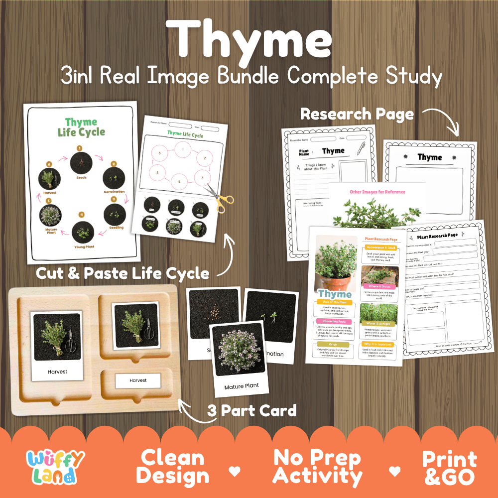 Thyme plant life cycle 3-in-1 complete study bundle featuring real images, Montessori 3-part cards, cut and paste activities, and research pages