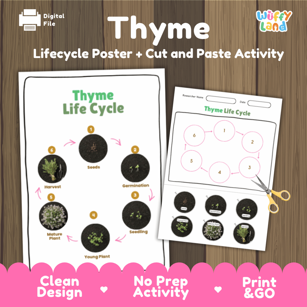 Thyme Lifecycle Poster and Cut and Paste Activity Worksheets | Plant Science Printables