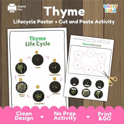 Thyme Lifecycle Poster and Cut and Paste Activity Worksheets | Plant Science Printables
