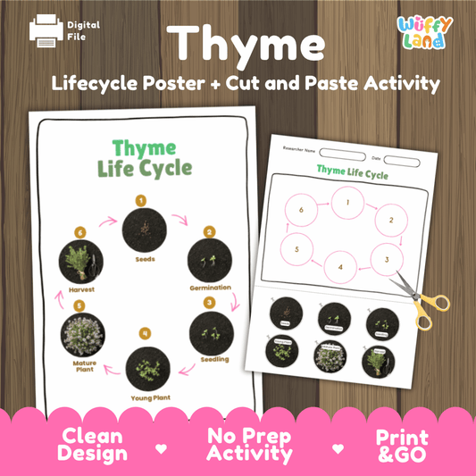Printable cut and paste thyme plant life cycle worksheet showing growth stages from seeds to harvest with real photography