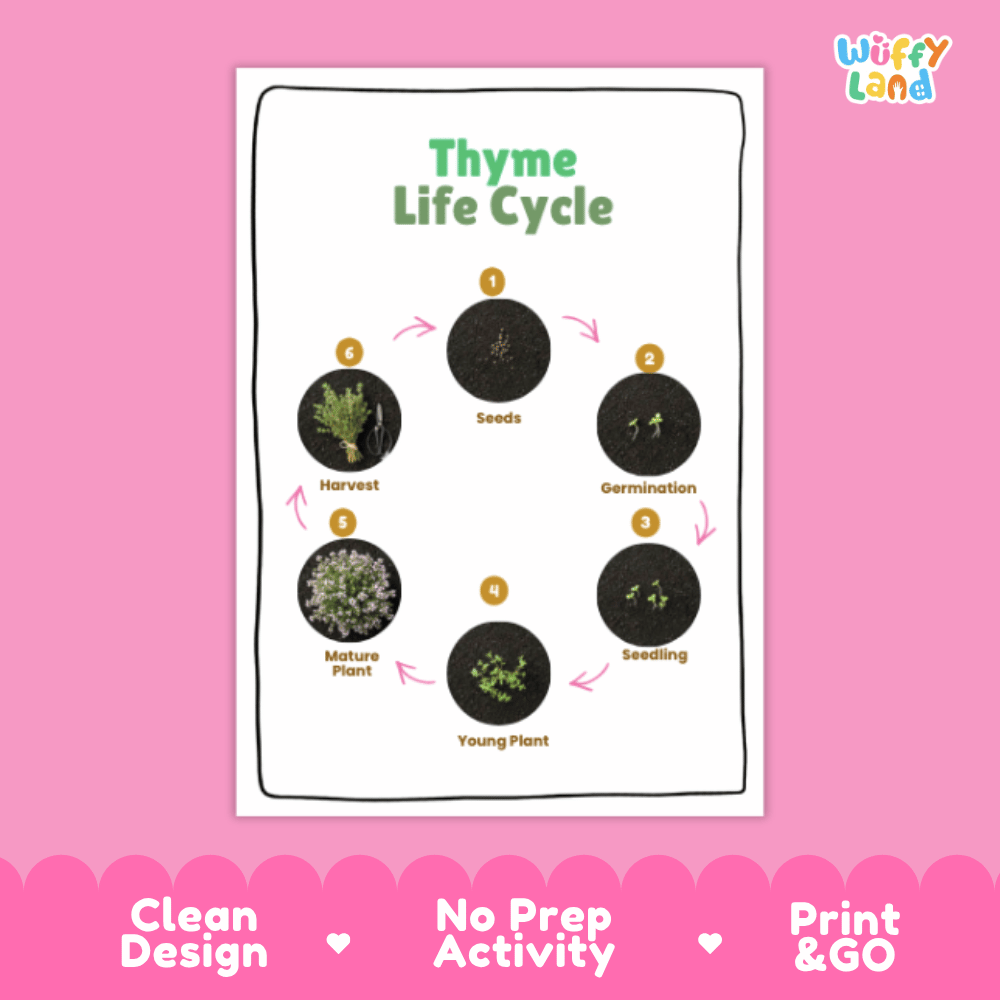 Thyme Lifecycle Poster and Cut and Paste Activity Worksheets | Plant Science Printables