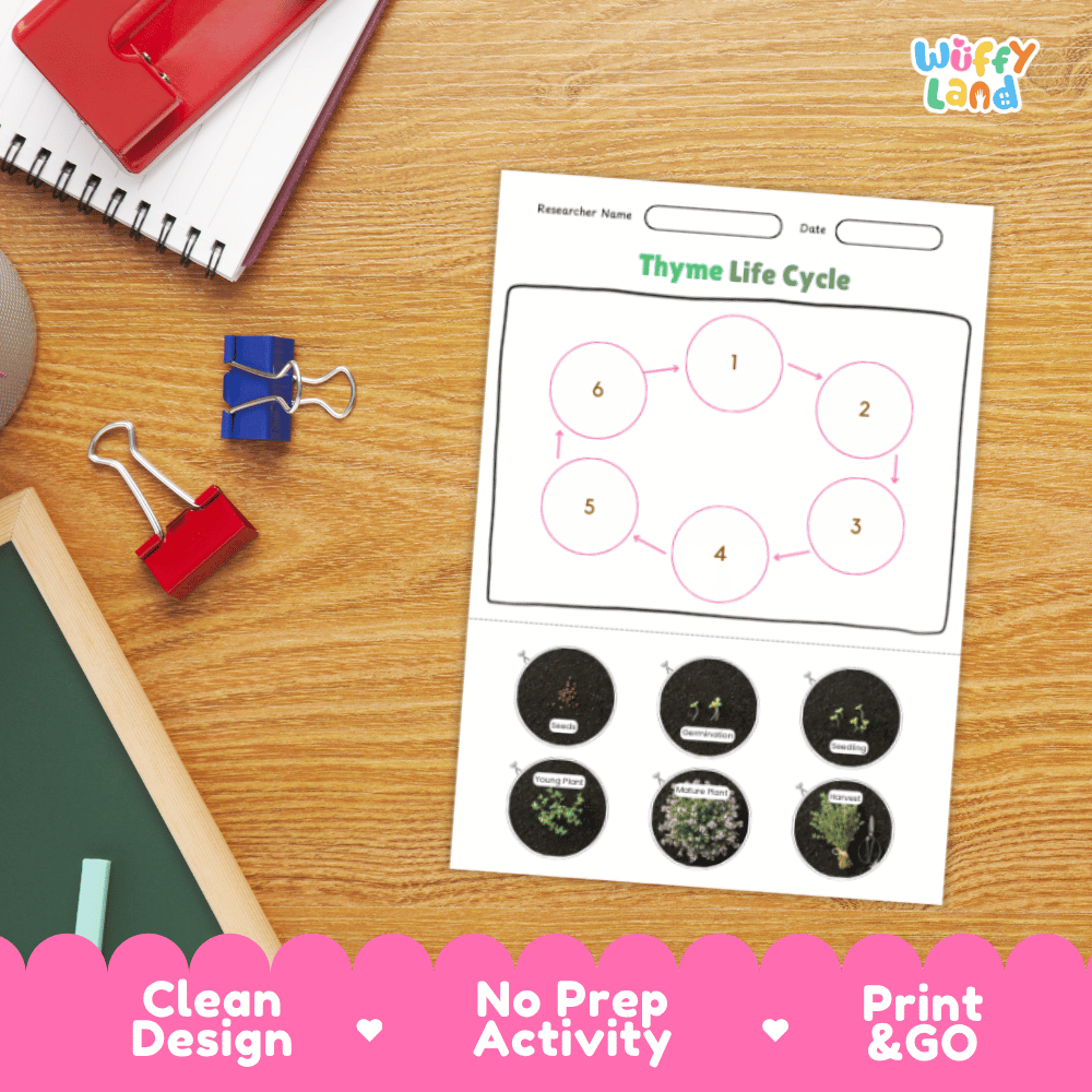 Thyme Lifecycle Poster and Cut and Paste Activity Worksheets | Plant Science Printables