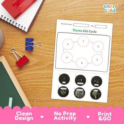 Thyme Lifecycle Poster and Cut and Paste Activity Worksheets | Plant Science Printables
