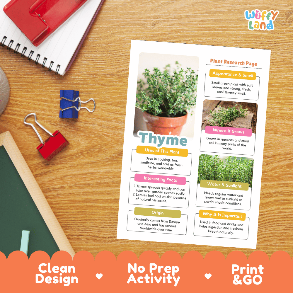 Thyme Plant Research Pages and Worksheets