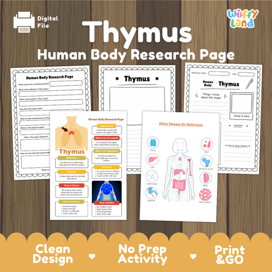 Thymus Human Body Research Page Worksheets and Reference Sheets