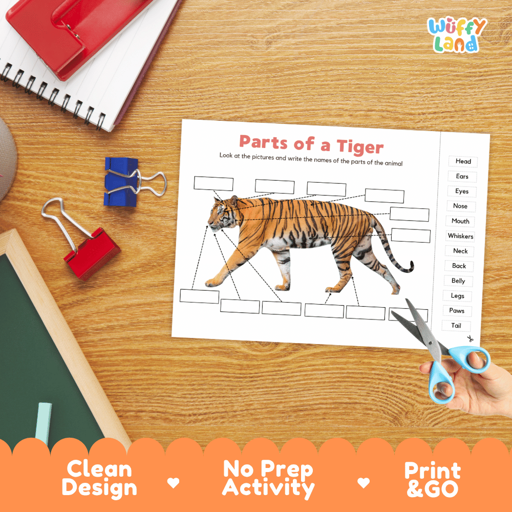 Differentiated tiger body parts labeling worksheets featuring fill-in write-in boxes and vocabulary word bank