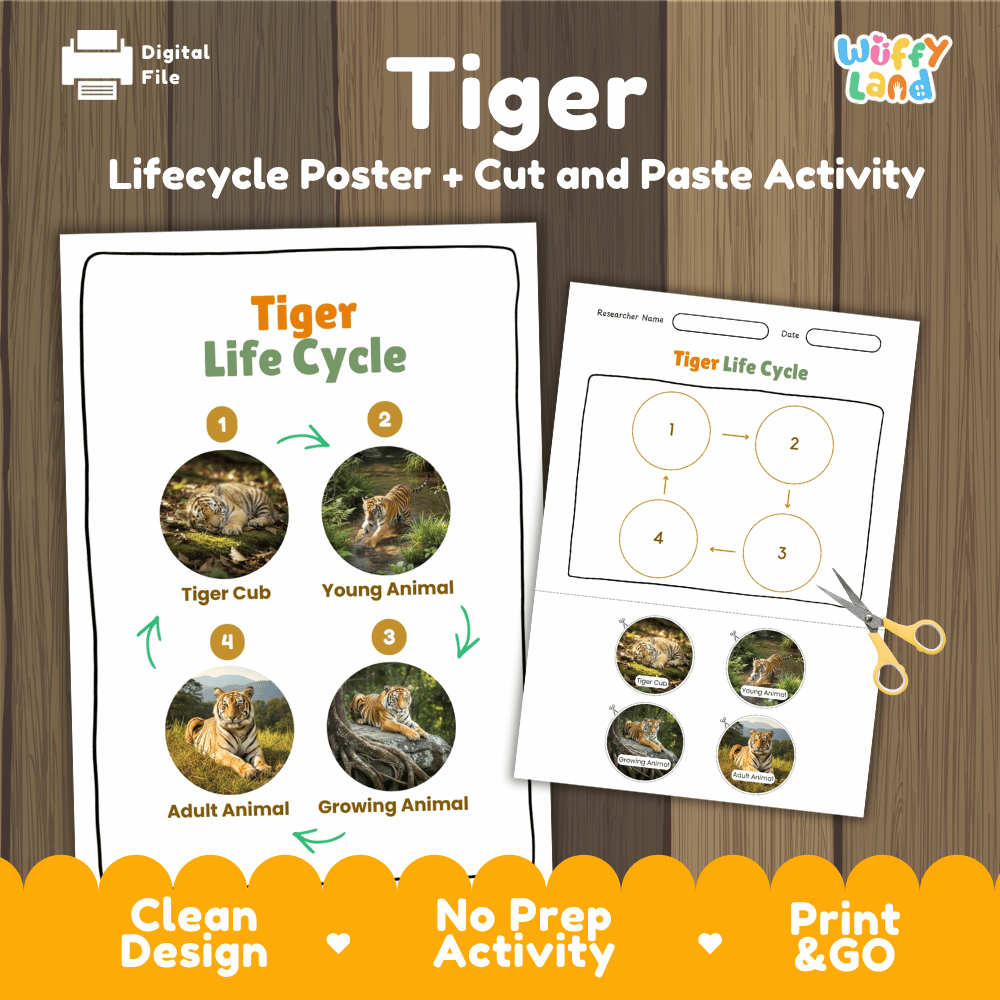 Tiger Life Cycle Poster and Cut and Paste Activity Worksheets
