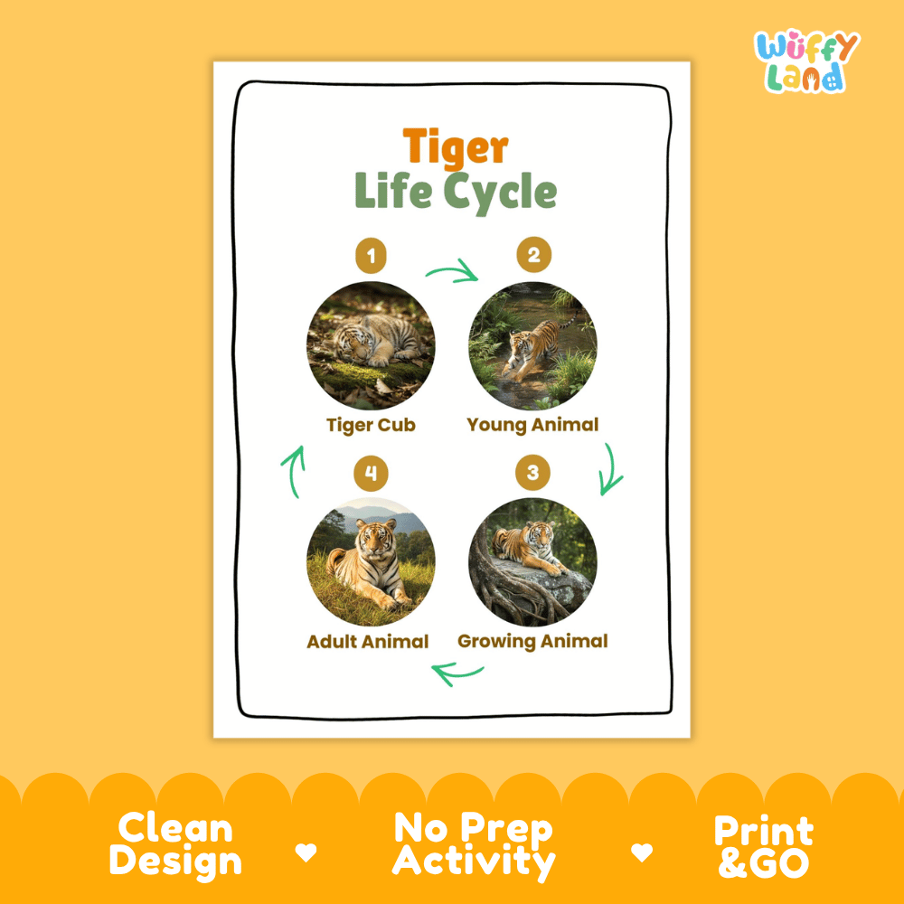 Tiger Life Cycle Poster and Cut and Paste Activity Worksheets