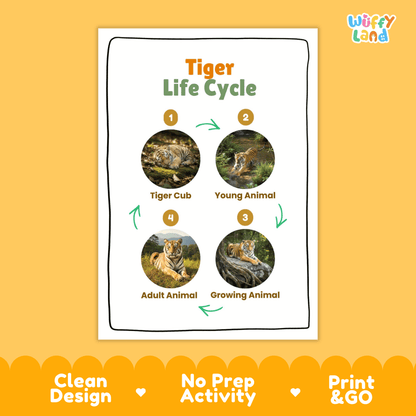 Tiger Life Cycle Poster and Cut and Paste Activity Worksheets