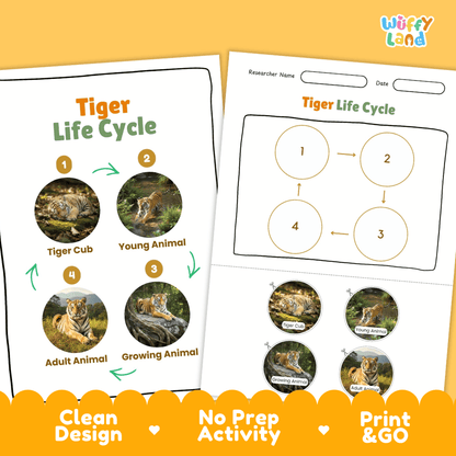 Tiger Life Cycle Poster and Cut and Paste Activity Worksheets