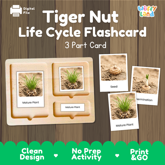 Montessori three-part cards featuring real photographs of tiger nut growth stages including mature plant, young plant, and germination 🗂️🏷️