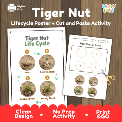 Tiger Nut Life Cycle Poster and Cut and Paste Activity Worksheets