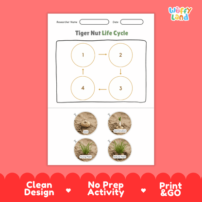 Tiger Nut Life Cycle Poster and Cut and Paste Activity Worksheets