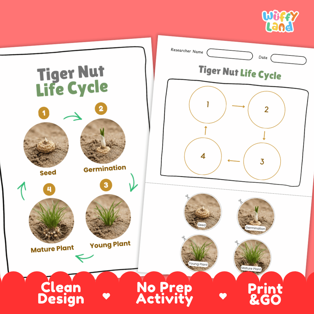 Tiger Nut Life Cycle Poster and Cut and Paste Activity Worksheets