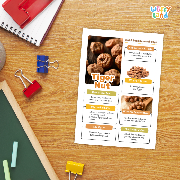 A printed educational poster about tiger nut displayed on a wooden desk, surrounded by school supplies including a spiral notebook, binder clips, chalk, and a pencil. The poster features a product photo of tiger nuts, text sections, and the 'Wiffly Land' brand logo in the top right corner.