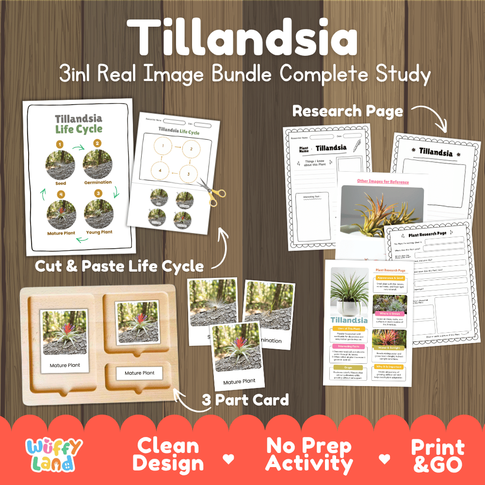 Tillandsia air plant 3in1 real image bundle complete study printable featuring life cycle cut and paste worksheets, Montessori 3-part cards, and research pages