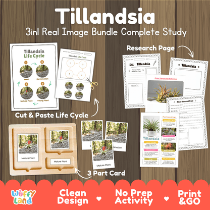 Tillandsia air plant 3in1 real image bundle complete study printable featuring life cycle cut and paste worksheets, Montessori 3-part cards, and research pages