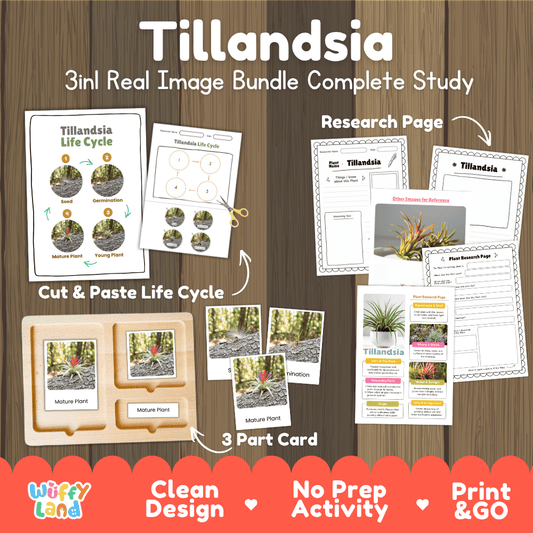 Tillandsia air plant 3in1 real image bundle complete study printable featuring life cycle cut and paste worksheets, Montessori 3-part cards, and research pages