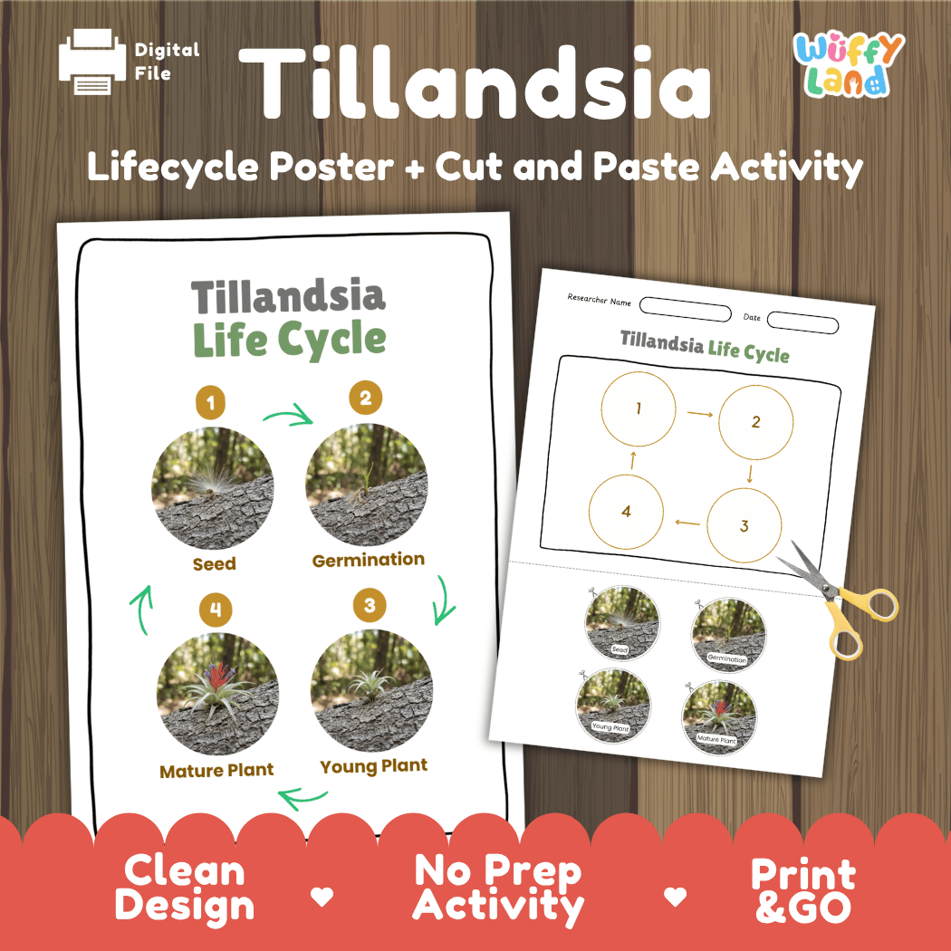 Tillandsia Life Cycle Poster and Cut and Paste Activity Worksheets