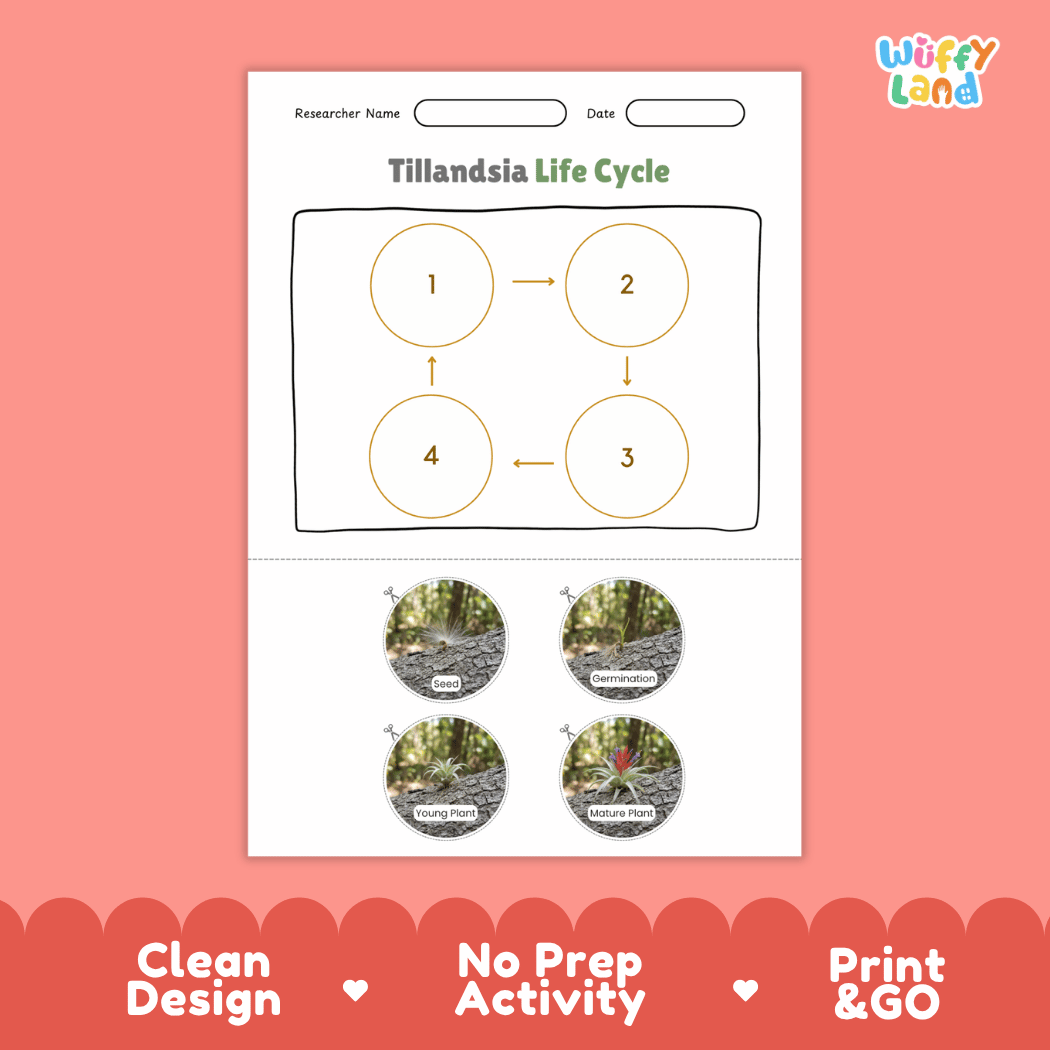 Tillandsia Life Cycle Poster and Cut and Paste Activity Worksheets