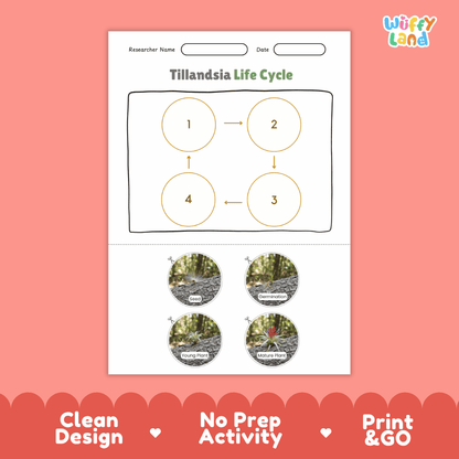 Tillandsia Life Cycle Poster and Cut and Paste Activity Worksheets