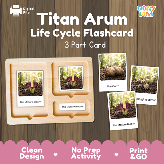 Titan Arum Life Cycle Flashcard set by Wiffy Land, featuring a 3-part wooden card tray and three sample flashcards showing the plant's life stages against a wood-grain background.