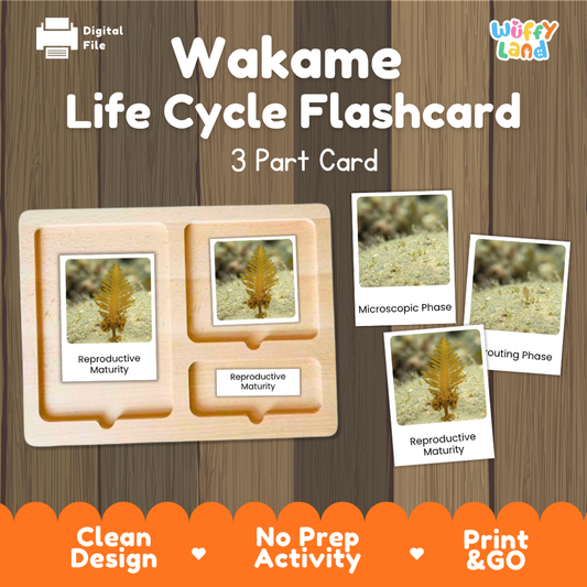 Wakame life cycle flashcard set by Wiffy Land, showing a wooden 3-part card tray with sample photos of wakame algae in reproductive maturity and different life cycle phases, on a wood-grain background with promotional text.