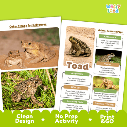 Toad Animal Research Page Worksheets