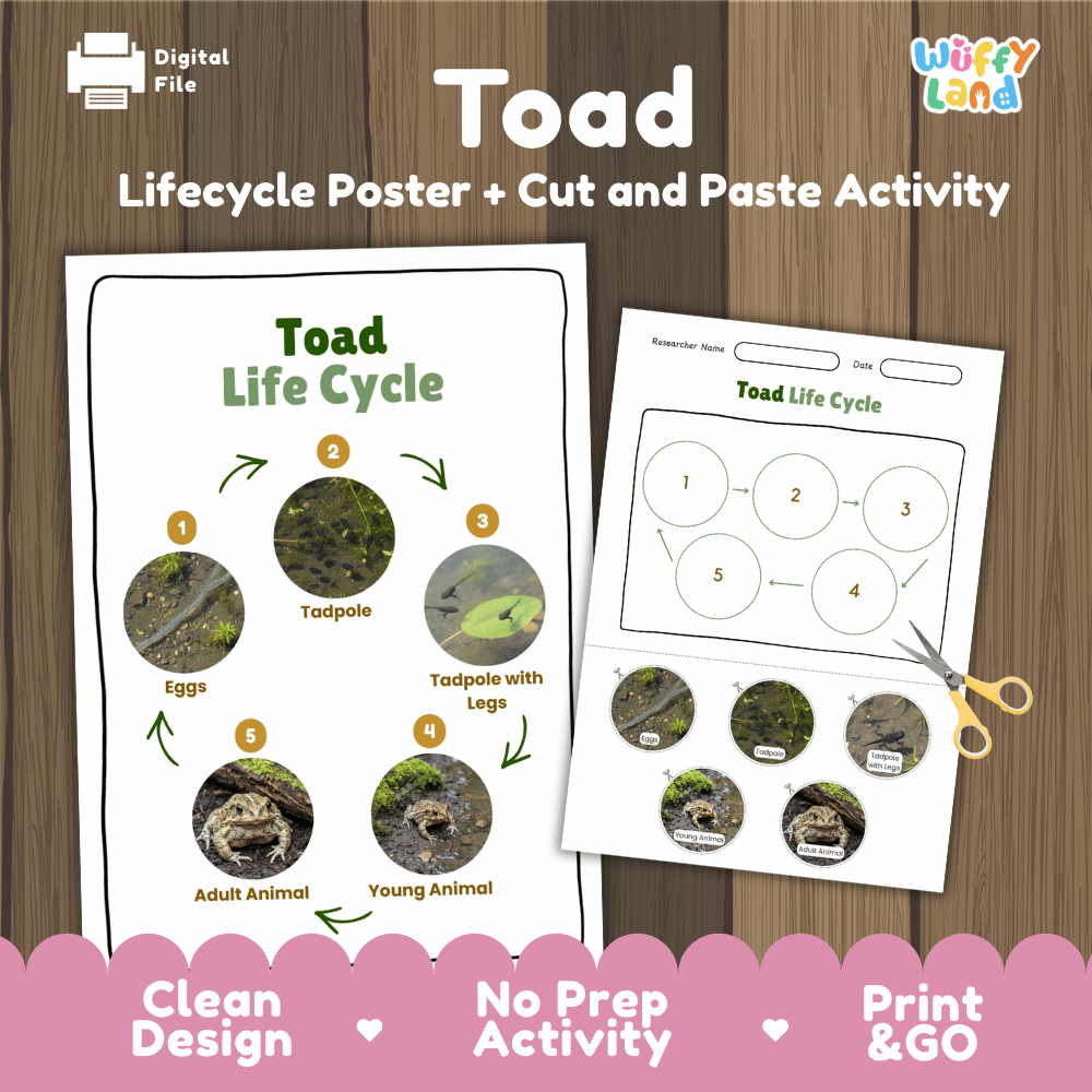 Toad Lifecycle Poster and Cut and Paste Activity Worksheets | Amphibian Science Printables