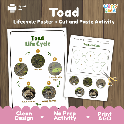 Toad Lifecycle Poster and Cut and Paste Activity Worksheets | Amphibian Science Printables