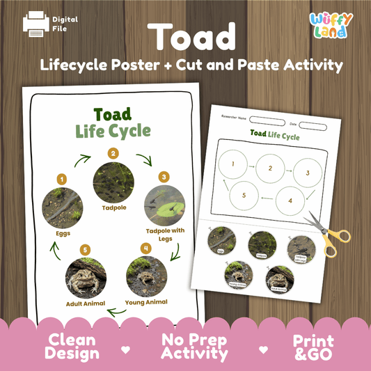Toad Lifecycle Poster and Cut and Paste Activity Worksheets | Amphibian Science Printables