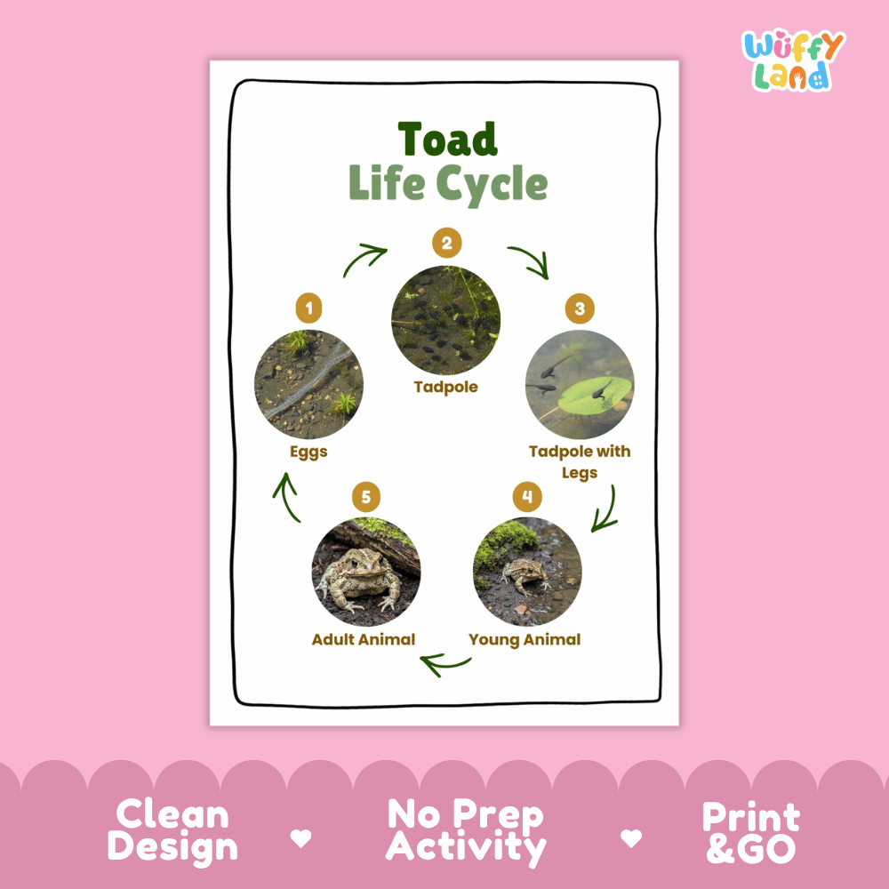Toad Lifecycle Poster and Cut and Paste Activity Worksheets | Amphibian Science Printables