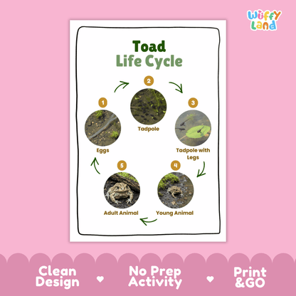 Toad Lifecycle Poster and Cut and Paste Activity Worksheets | Amphibian Science Printables