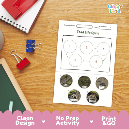 Toad Lifecycle Poster and Cut and Paste Activity Worksheets | Amphibian Science Printables
