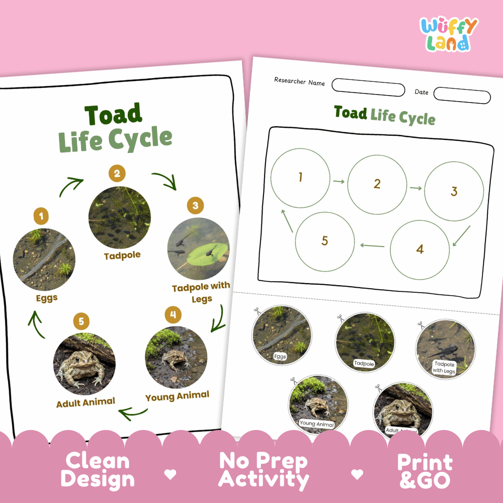 Toad Lifecycle Poster and Cut and Paste Activity Worksheets | Amphibian Science Printables
