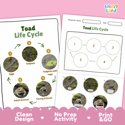 Toad Lifecycle Poster and Cut and Paste Activity Worksheets | Amphibian Science Printables