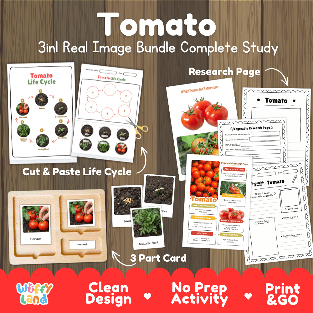 Tomato 3in1 real image bundle complete study printable featuring life cycle cut and paste worksheets, Montessori 3-part cards, and research pages
