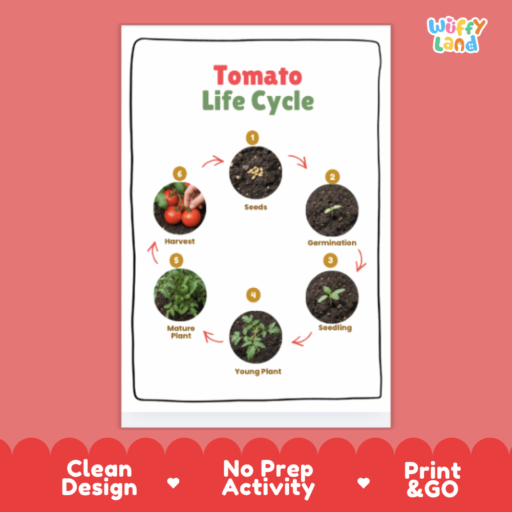 Tomato Life Cycle Poster and Cut and Paste Activity Plant Science Printable