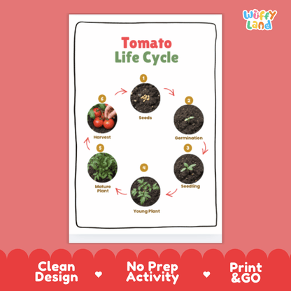 Tomato Life Cycle Poster and Cut and Paste Activity Plant Science Printable